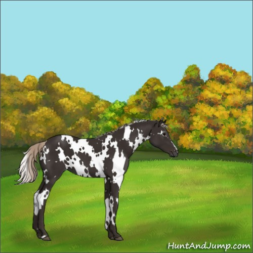 Horse Color:Gray White Spotted Silver Black 