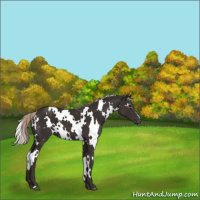 Horse Color:Gray White Spotted Silver Black