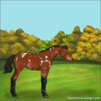 Horse Color:Gray White Spotted Bay 
