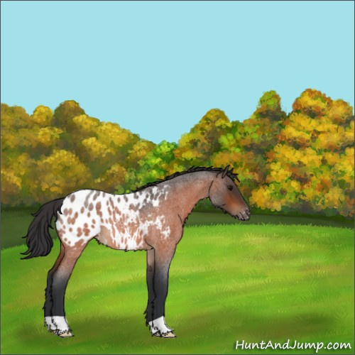 Horse Color:Bay Roan Blanket 