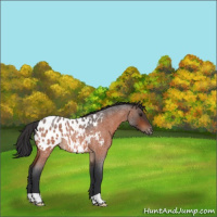 Horse Color:Bay Roan Blanket 