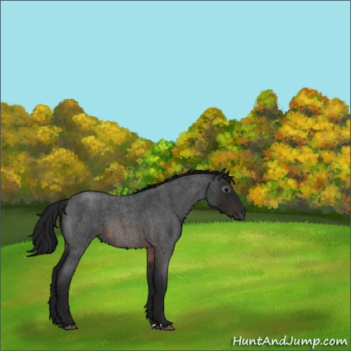 Horse Color:Gray Brown Roan 
