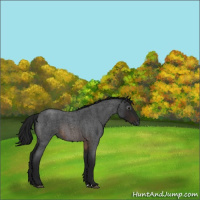 Horse Color:Gray Brown Roan
