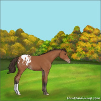 Horse Color:Bay Blanket