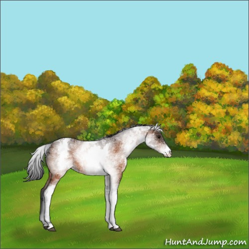 Horse Color:White Spotted Bay