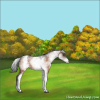 Horse Color:White Spotted Bay
