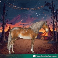 Horse Color:Chocolate Palomino Tobiano