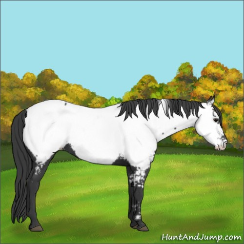 Horse Color:Black Appaloosa