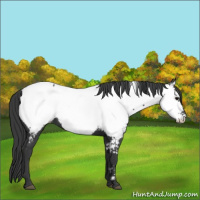 Horse Color:Black Appaloosa
