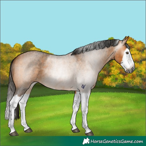 Horse Color:Gray Buckskin Roan Splash Rabicano 