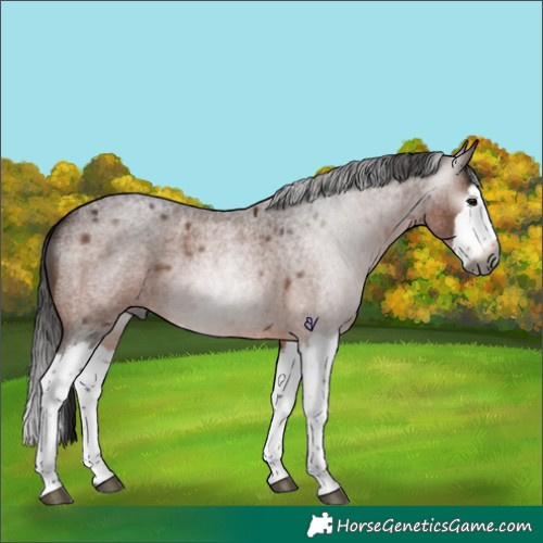 Horse Color:Gray Bay Roan Splash Rabicano 