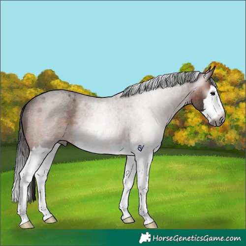 Horse Color:Gray Bay Roan Splash Rabicano 