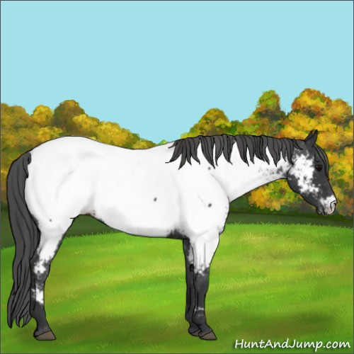 Horse Color:Black Appaloosa
