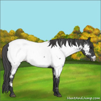 Horse Color:Black Near Fewspot