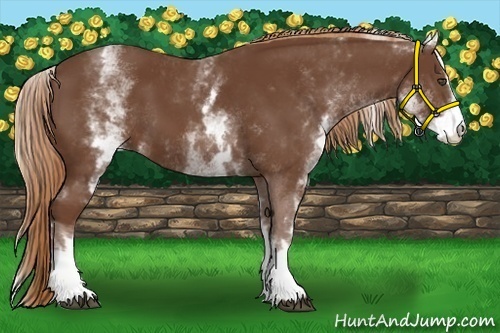 Horse Color:White Spotted Chestnut Sabino 