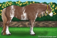Horse Color:White Spotted Chestnut Sabino