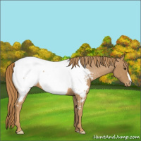 Horse Color:Chestnut Appaloosa
