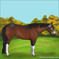Horse Color:Gray Bay
