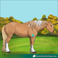 Horse Color:Chestnut Tobiano