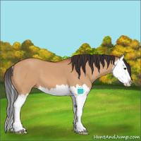 Horse Color:Unknown 