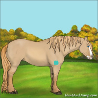 Horse Color:Red Dun Splash