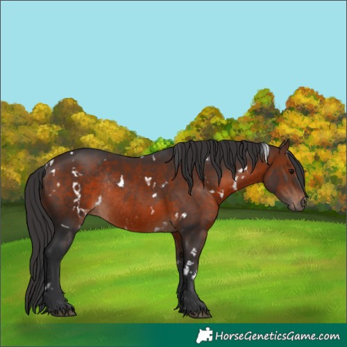 Horse Color:White Spotted Brown Rabicano 