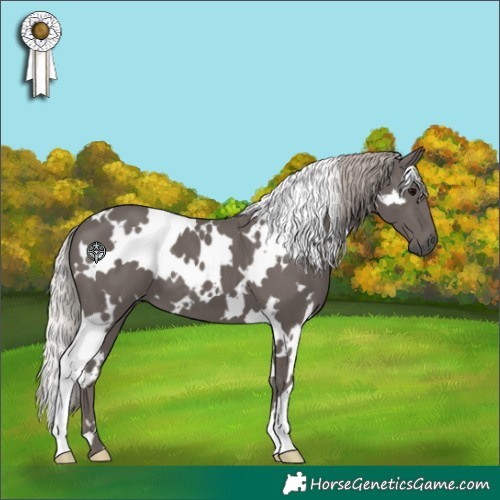 Horse Color:White Spotted Silver Black