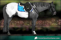 Horse Color:Black Appaloosa
