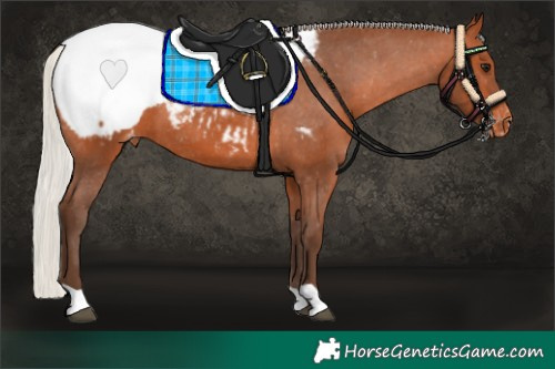 Horse Color:Silver Bay Appaloosa