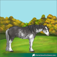 Horse Color:Black Sabino Splash 
