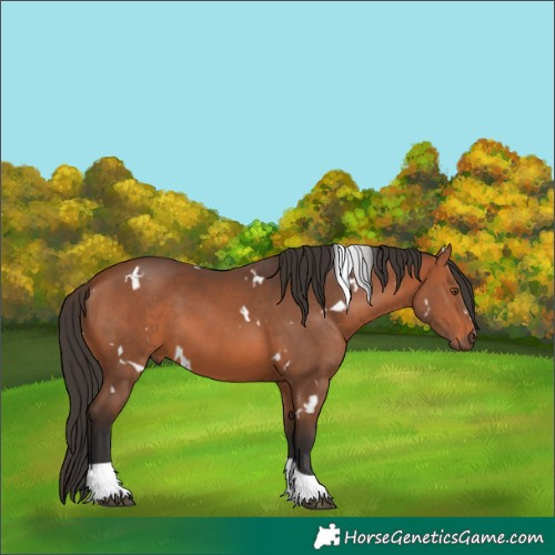 Horse Color:Unknown 