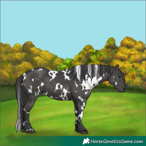 Horse Color:White Spotted Black 
