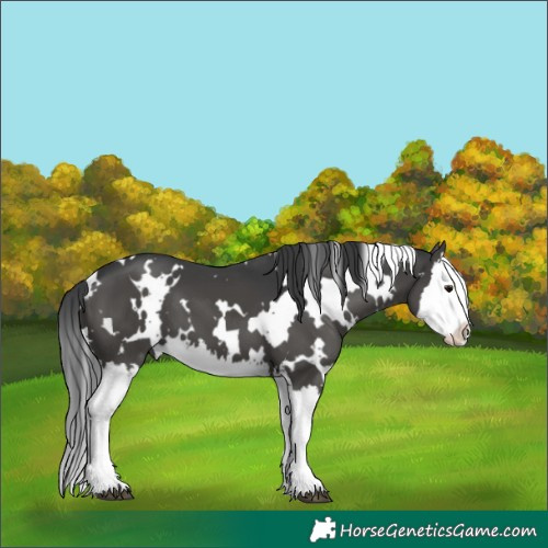 Horse Color:White Spotted Black Splash 
