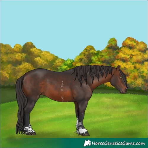 Horse Color:Brown Sabino