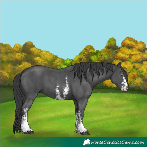 Horse Color:Black Sabino 
