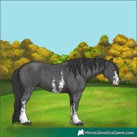 Horse Color:Black Sabino