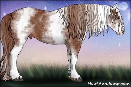 Horse Color:White Spotted Chestnut Sabino