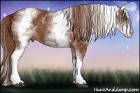 Horse Color:White Spotted Chestnut Sabino