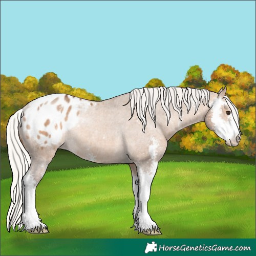 Horse Color:Silver Brown Dun Sabino Appaloosa Rabicano 