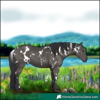 Horse Color:White Spotted Black 