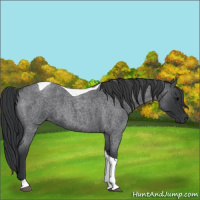 Horse Color:Blue Roan Tobiano 
