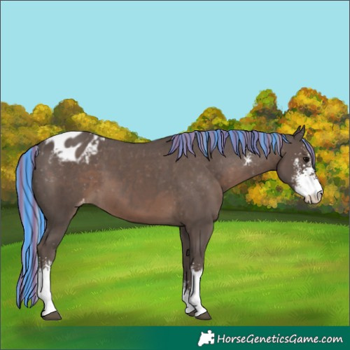 Horse Color:Painted Silver Black Sabino Appaloosa