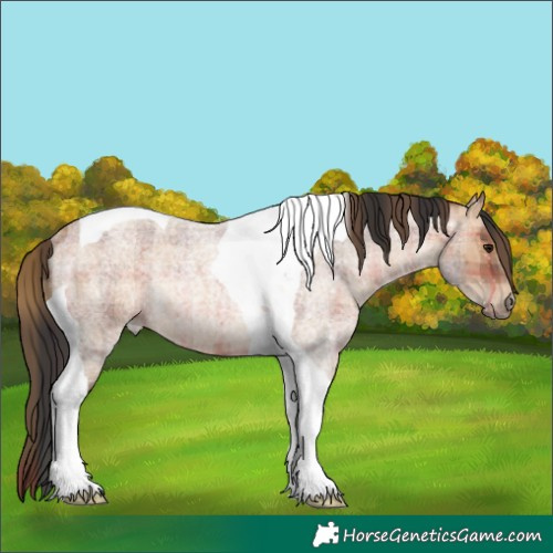 Horse Color:Plaid  Bay Roan Tobiano Rabicano 