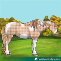 Horse Color:Plaid Gold Champagne Tobiano Frame