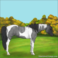 Horse Color:Blue Roan Tobiano 
