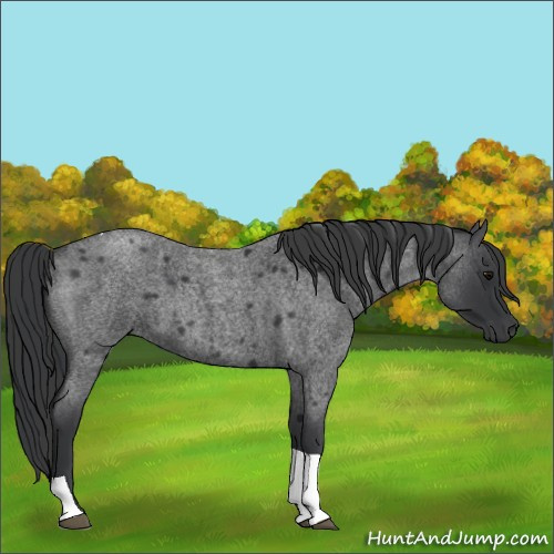 Horse Color:Blue Roan Tobiano 
