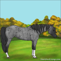Horse Color:Blue Roan Tobiano 