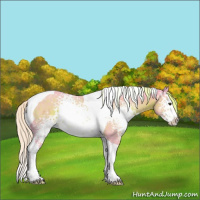 Horse Color:Watercolor White Spotted Liver Chestnut Splash Tobiano 