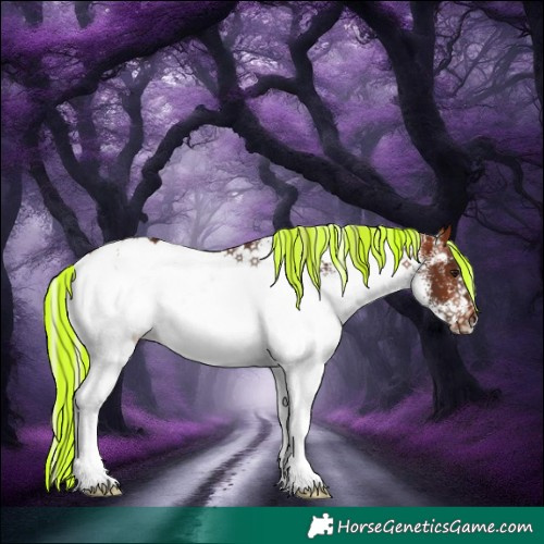 Horse Color:Painted White Spotted Silver Bay Rabicano 