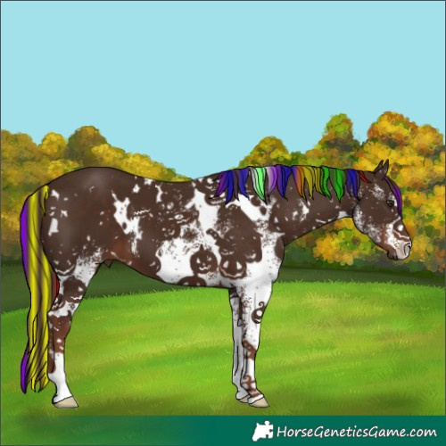 Horse Color:Painted White Spotted Liver Chestnut 